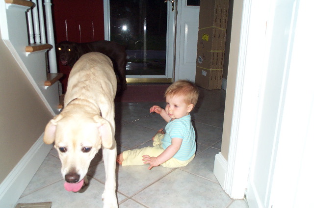Brushed off by the dog