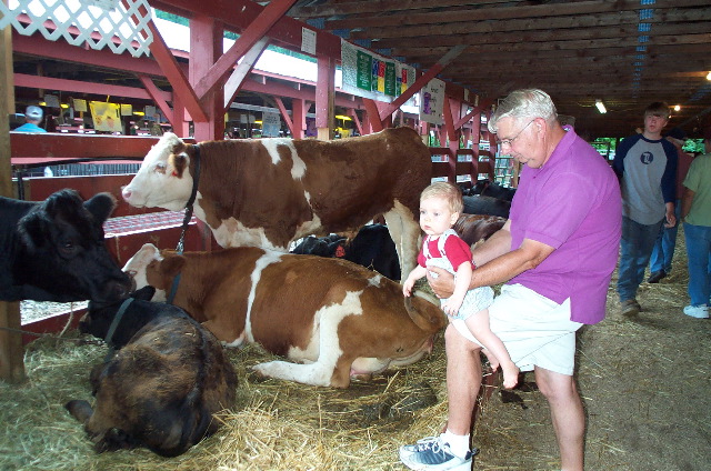 Cows at the Wayne County Fair