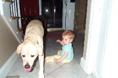Brushed off by the dog
