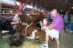 Cows at the Wayne County Fair